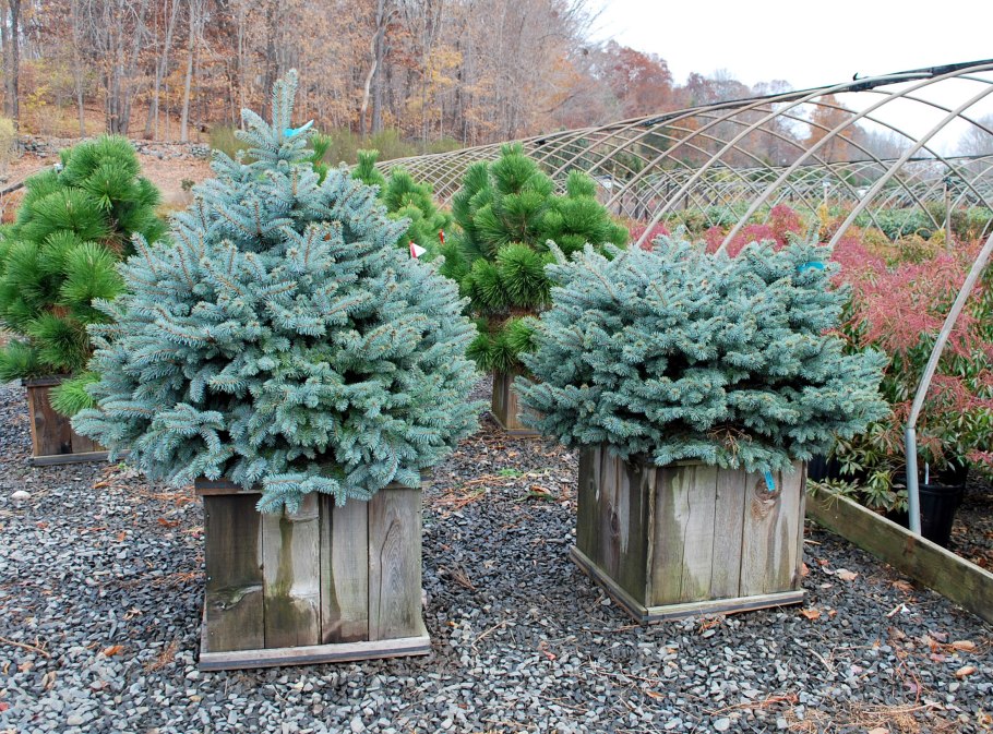 Ель Монтгомери описание