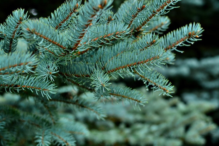 Picea sitchensis Papoose
