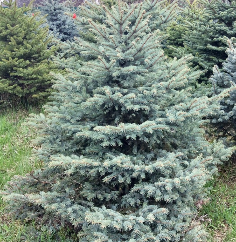 Ель колючая Picea pungens Blue Trinket