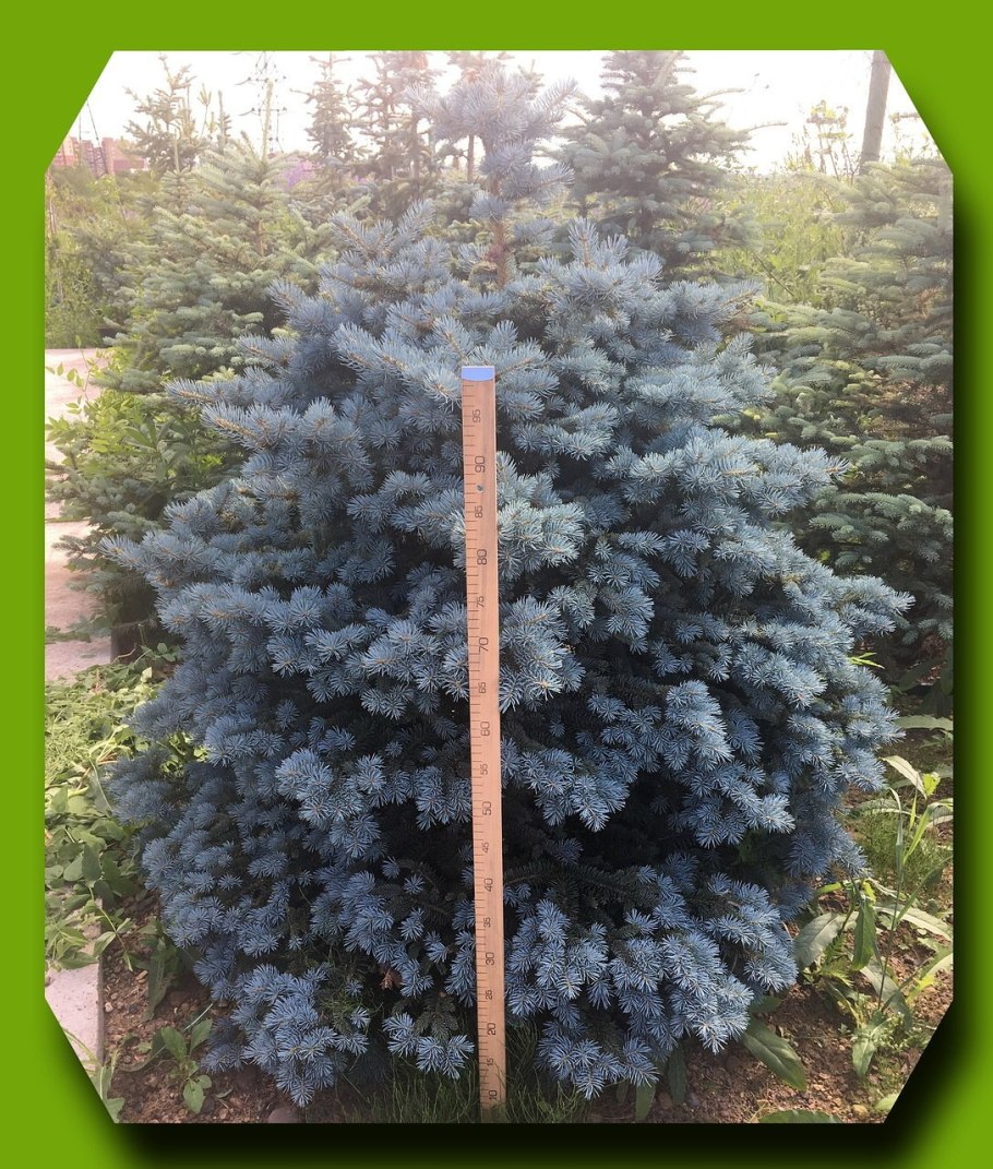 Ель голубая карликовая Монтгомери