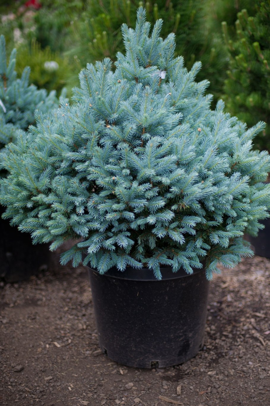 Ель Монтгомери