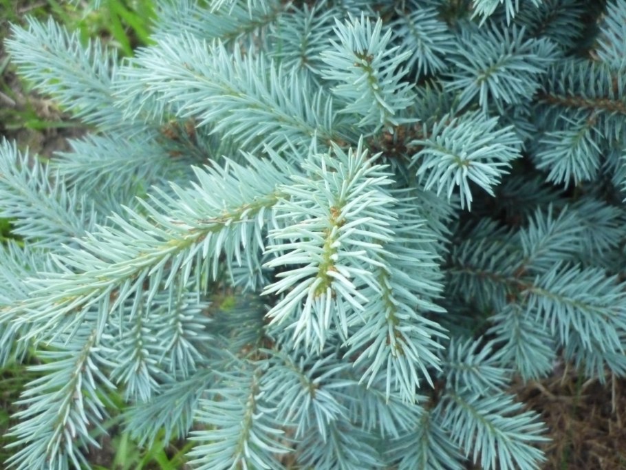 Ель Глаука Монтгомери