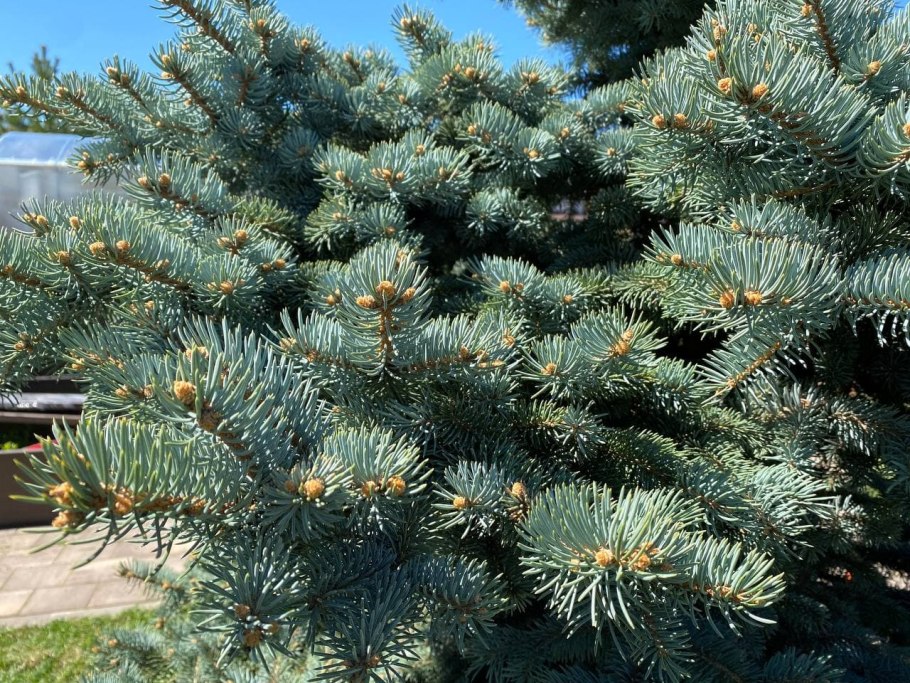 Пицея пунгенс Монтгомери