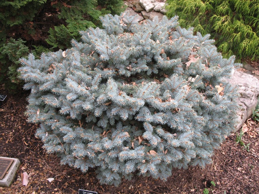 Picea pungens Montgomery