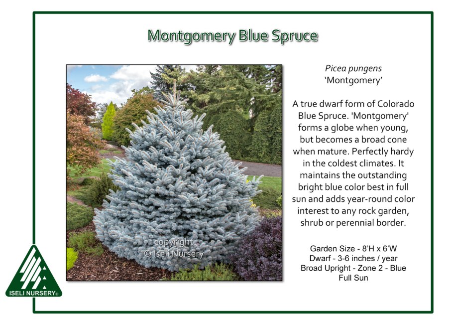 Picea pungens Montgomery