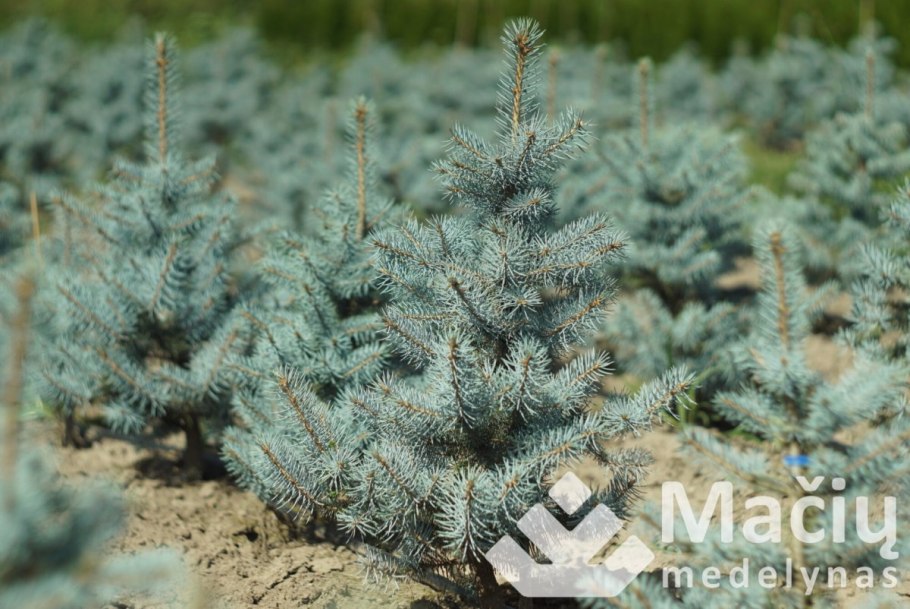 Ель колючая Белобок