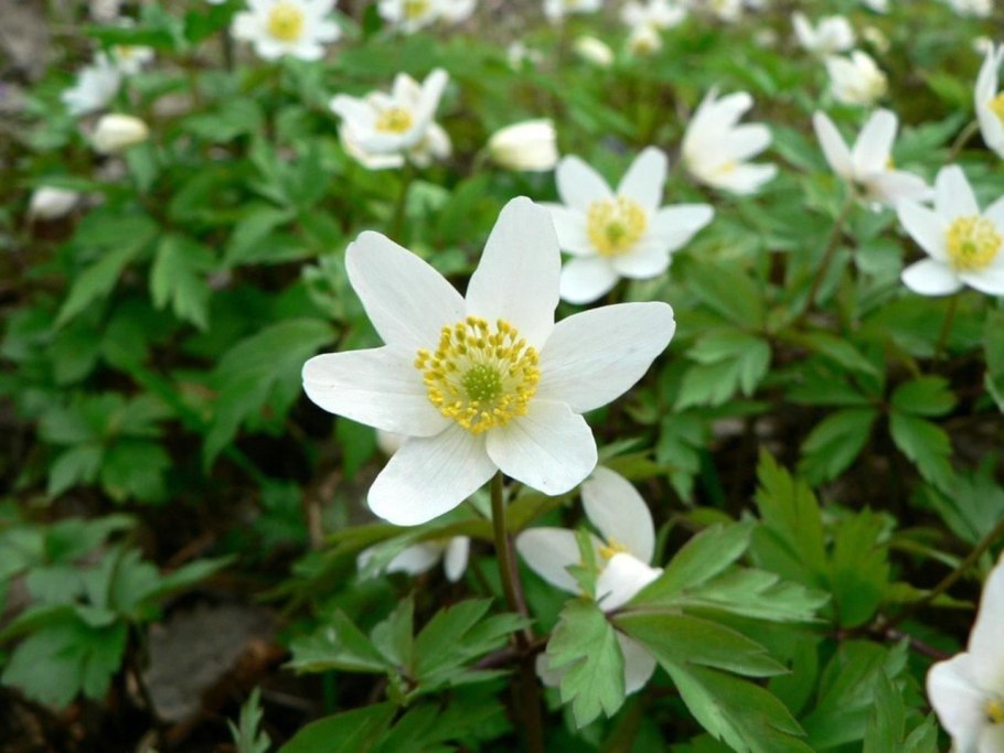 Ветреница голубая anemonoides caerulea