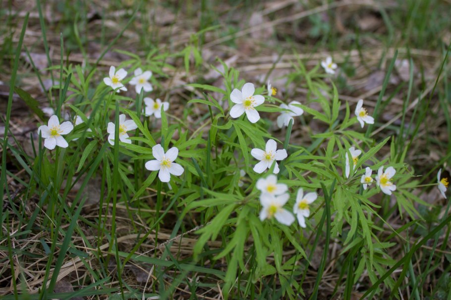 Ветреница Алтайская красная книга