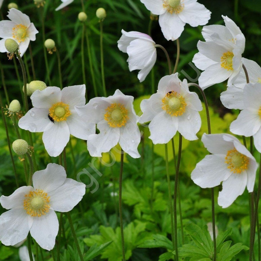 Ветреница туполопастная