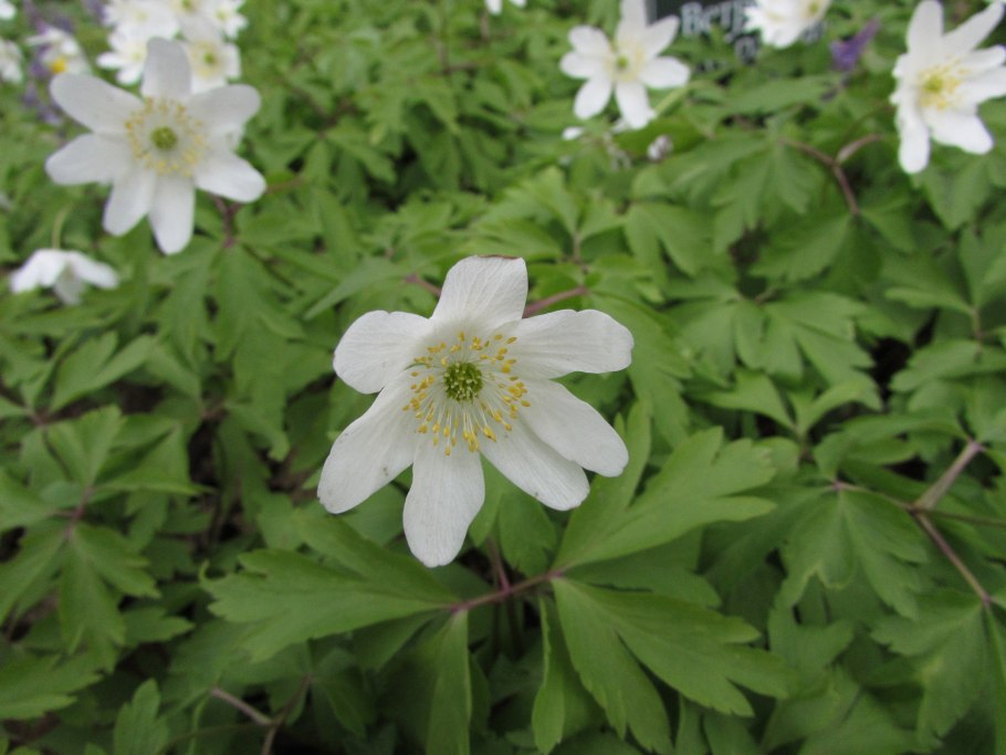 Ветреничка Уральская ветреница Уральская