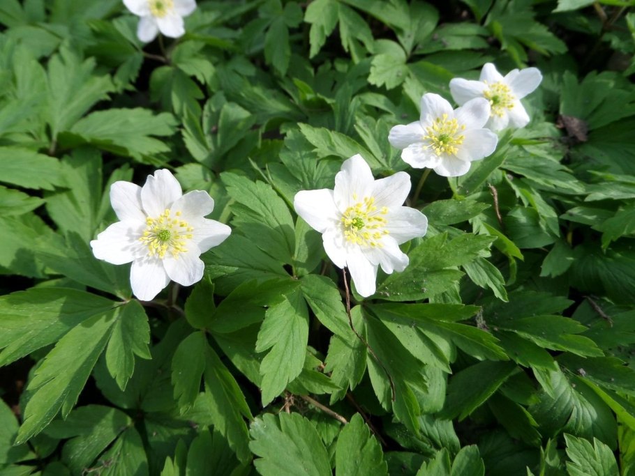 Anemone nemorosa