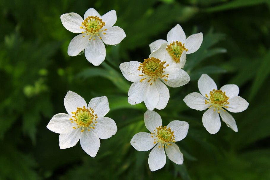 Ветреница нарциссоцветковая