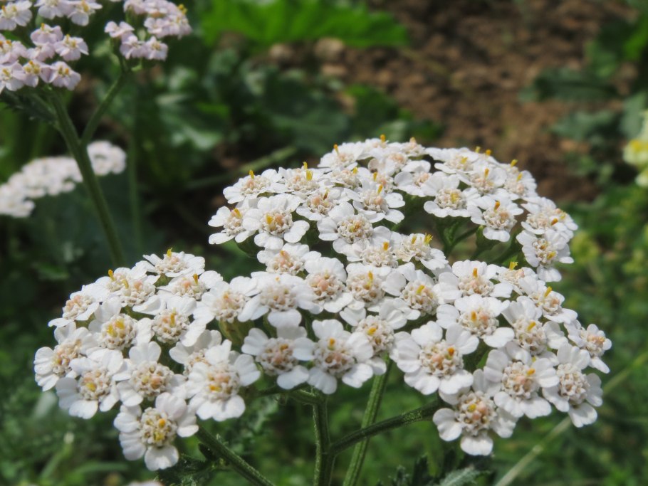 Тысячелистник серебристый почвопокровный