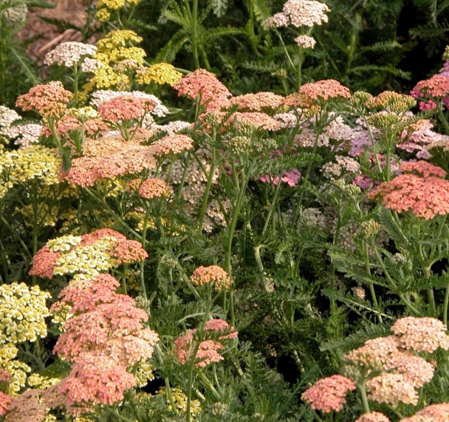 Агератолистный тысячелистник (Achillea ageratifolia)