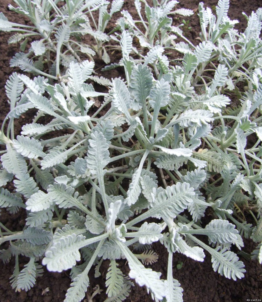 Клевер тысячелистник