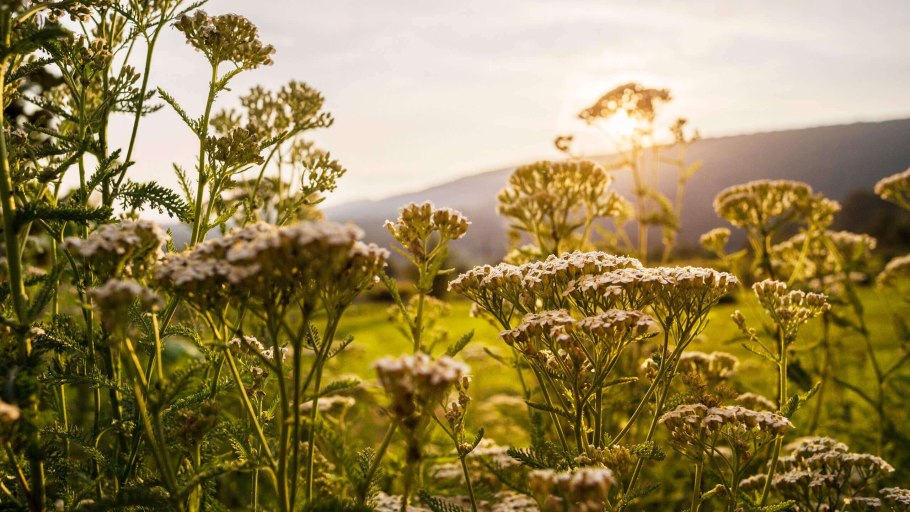 Ахиллея (тысячелистник) Йеллоу