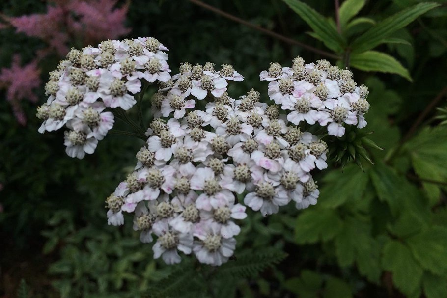 Тысячелистник агератолистный серебристый