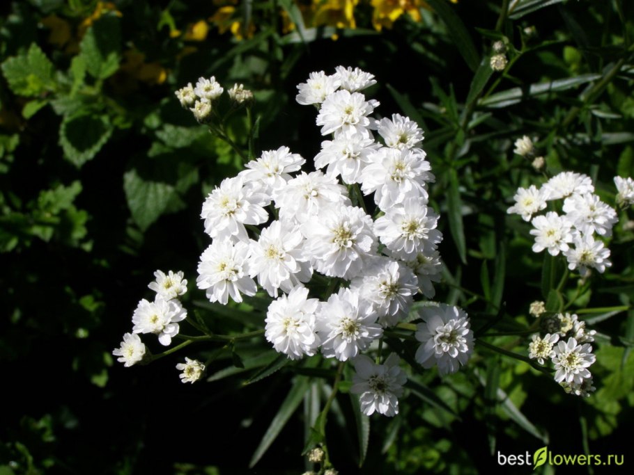 Тысячелистник щетинистый