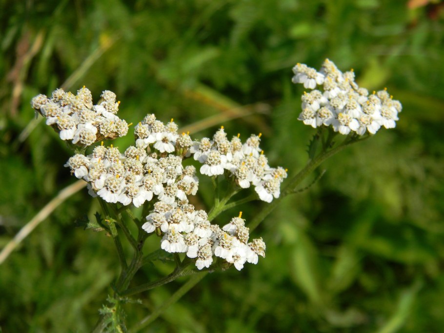 Тысячелистник зонтичный Achillea umbellata