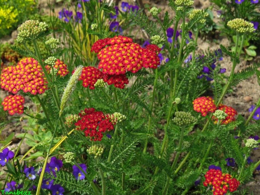 Цветок тысячелистник таволга