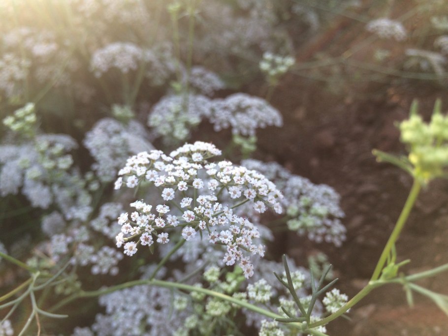 Тысячелистник парковый Appleblossom