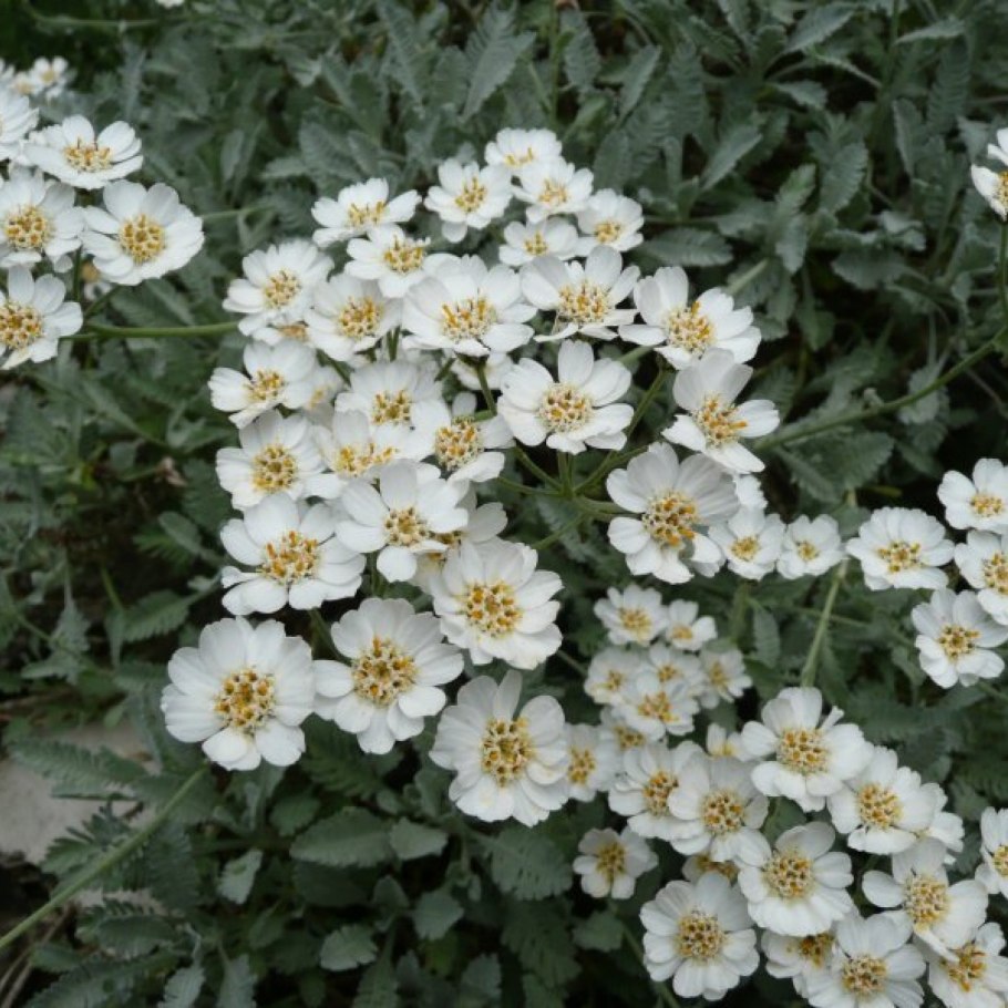 Агератолистный тысячелистник (Achillea ageratifolia)