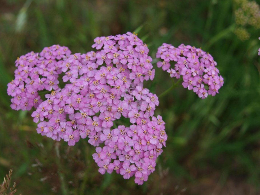 Achillea setacea (тысячелистник