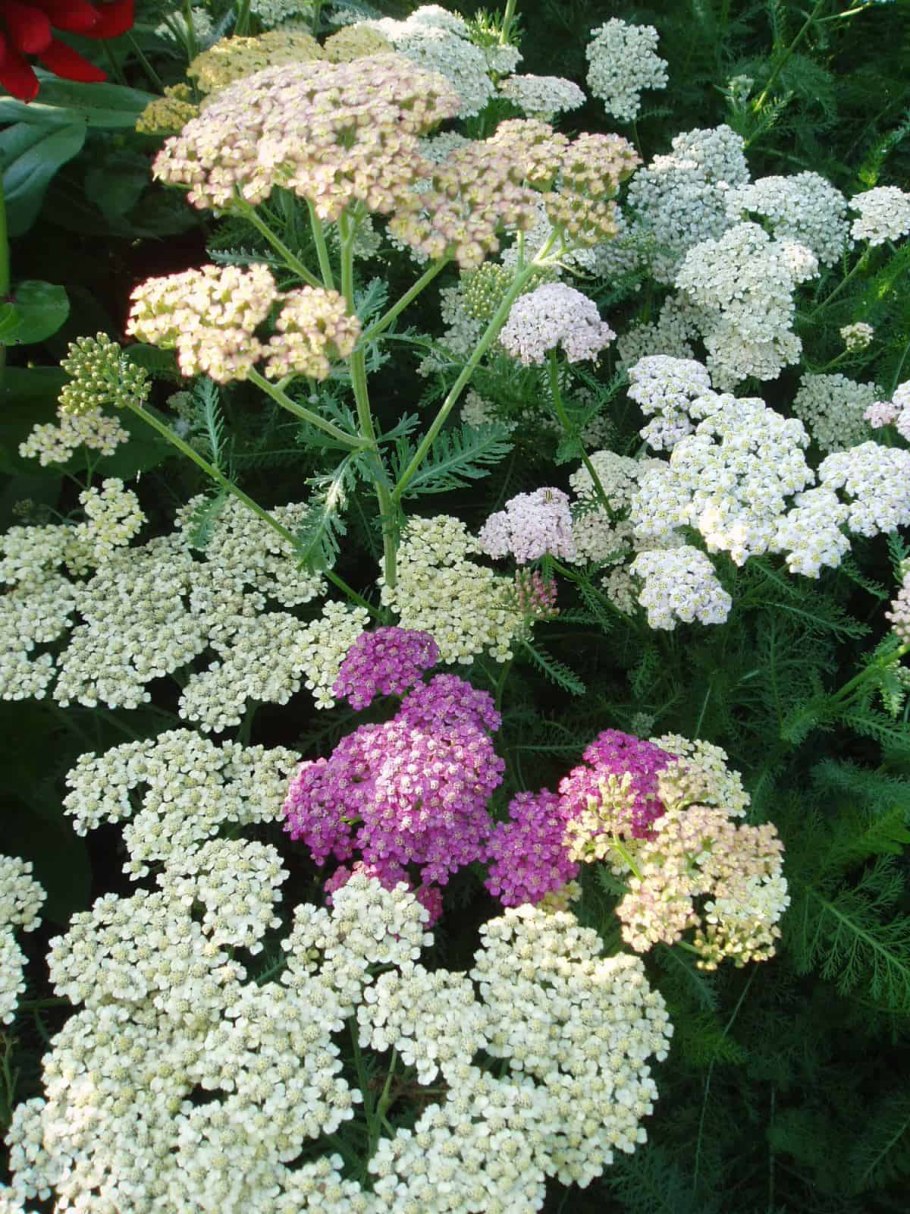 Растение кашка Луговая