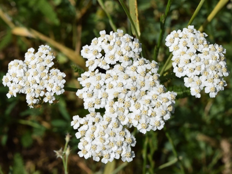 Тысячелистник зонтичный Achillea umbellata