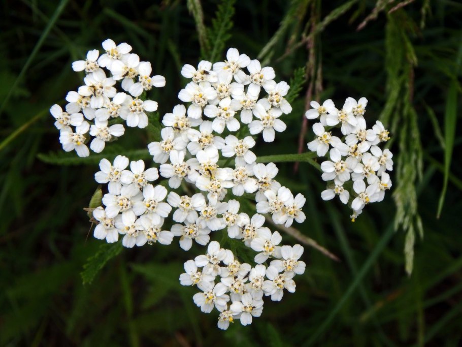 Тысячелистник (Achillea millefolium)