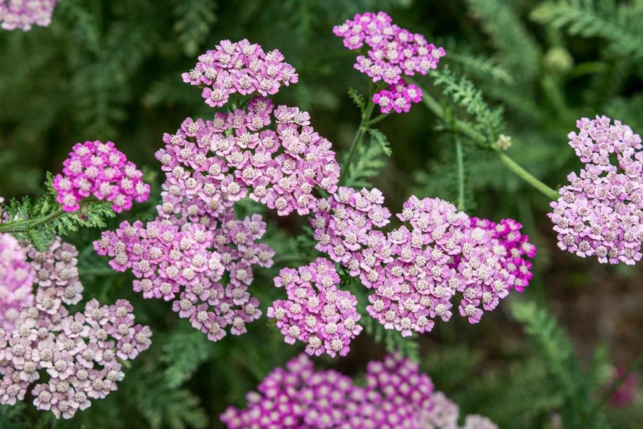 Тысячелистник обыкновенный (Achillea millefolium l.)