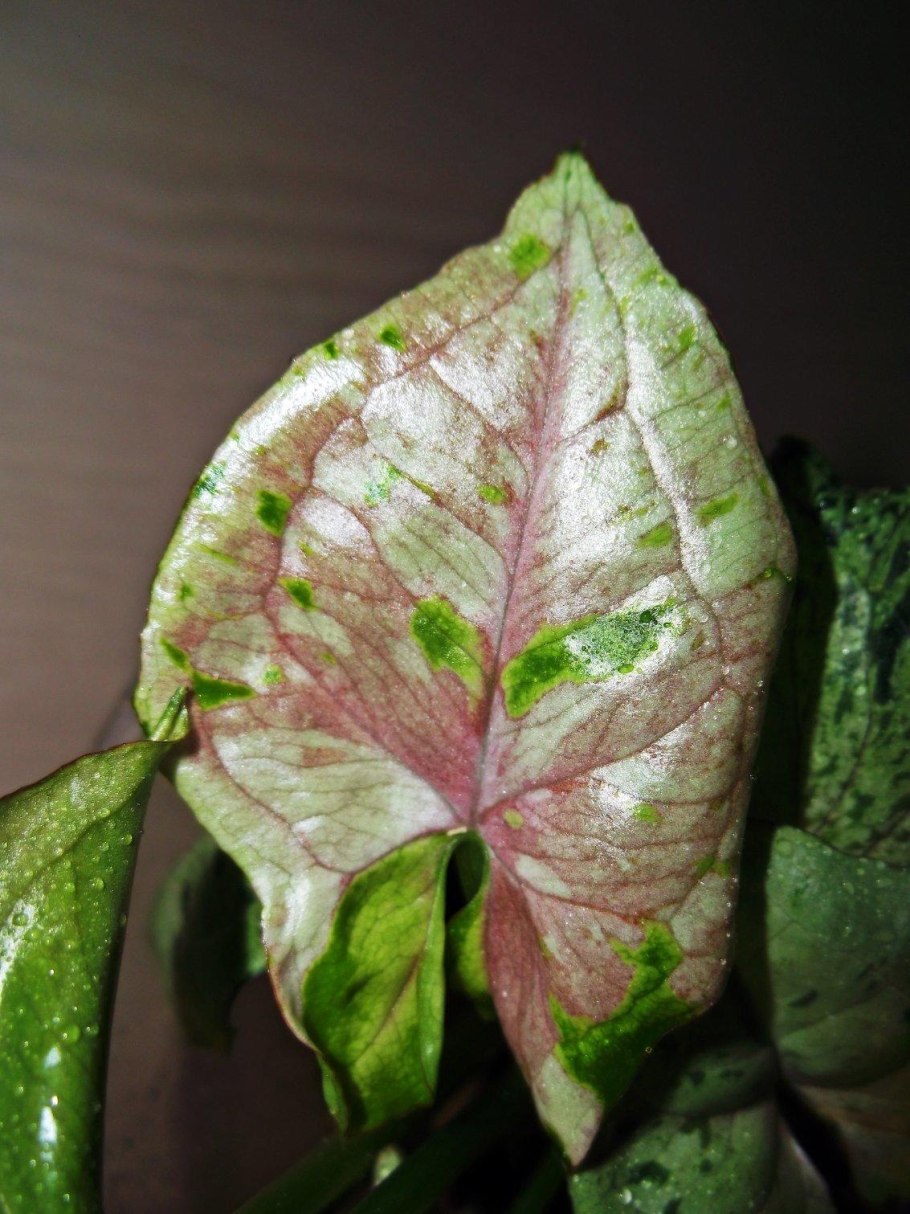 Syngonium Gray Ghost