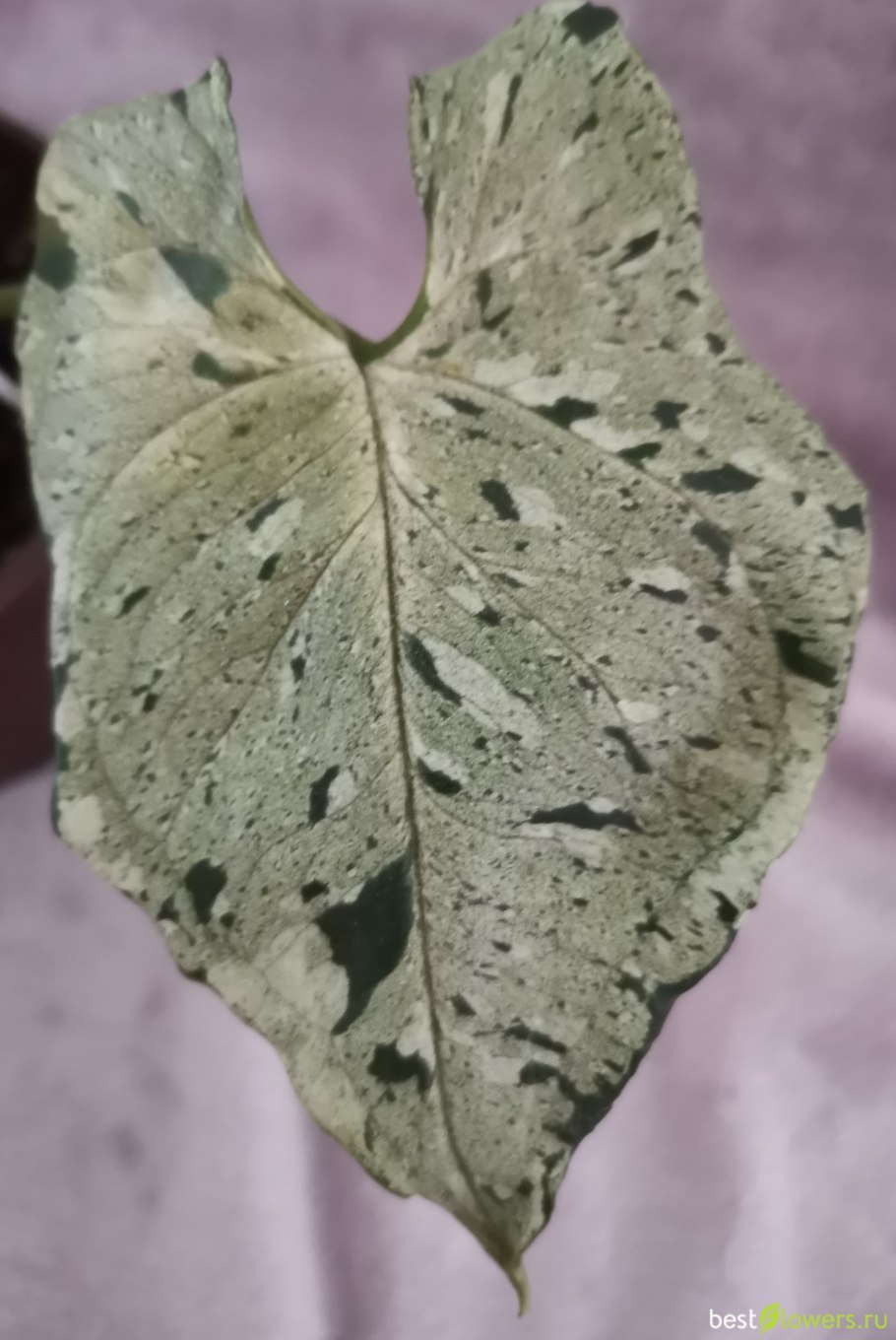 Сингониум бабочка