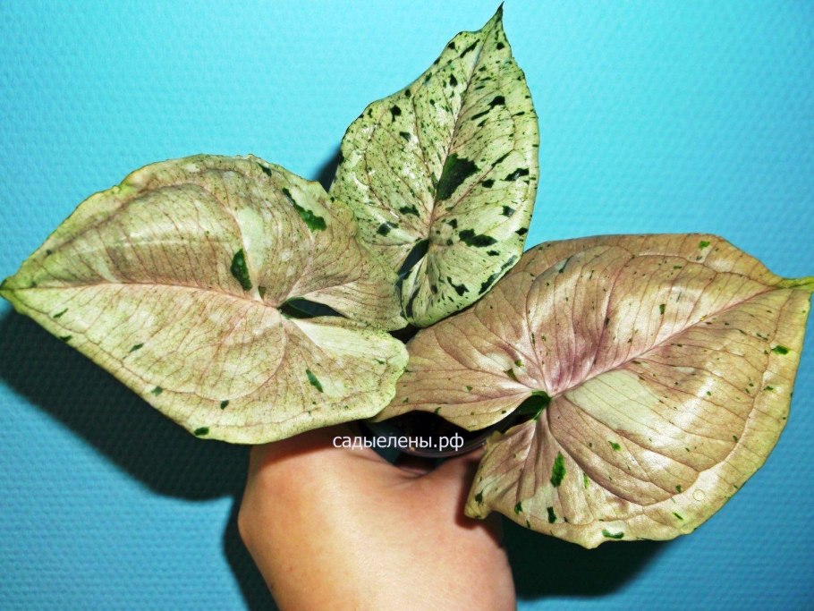 Сингониум Подофиллум