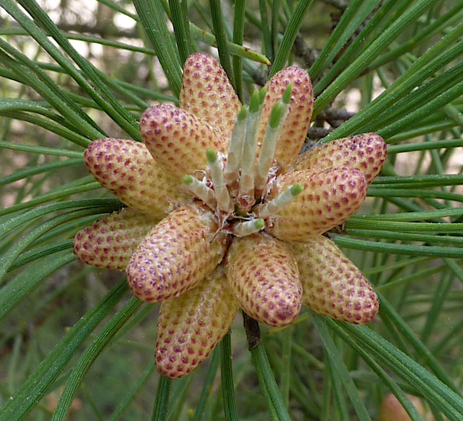 Polygonum amphibium формула цветка