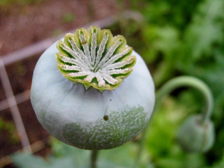 Организмы сменных растений