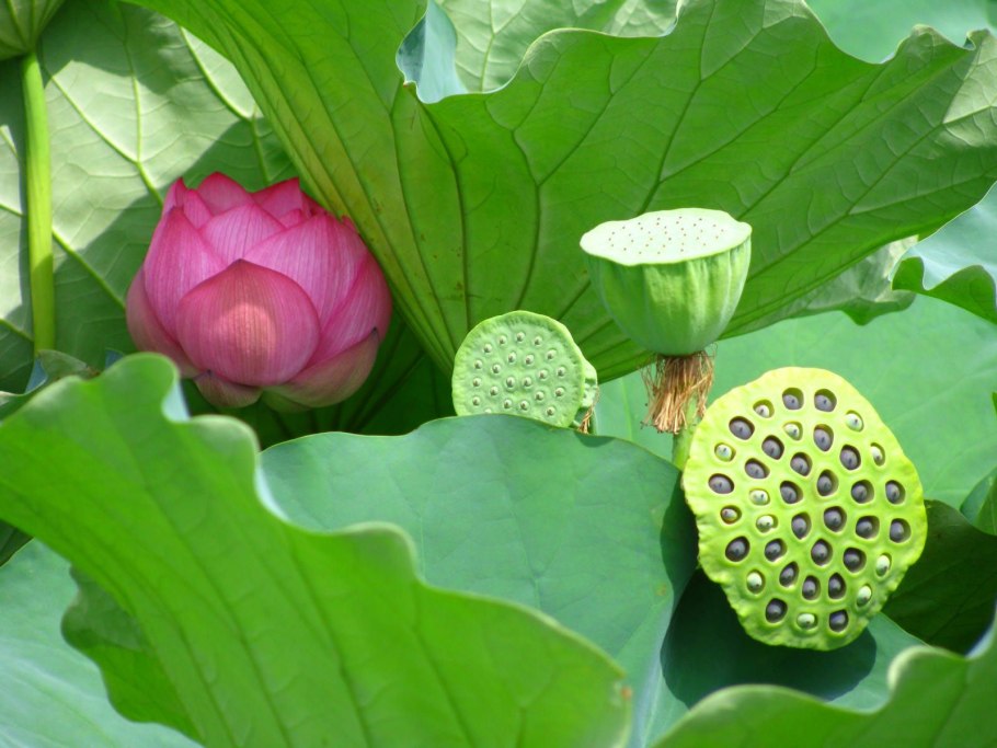 Жмарев Никита Александрович