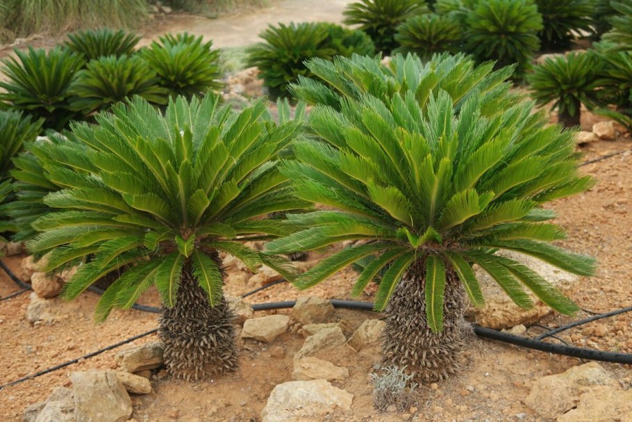 Ель обыкновенная микростробилы