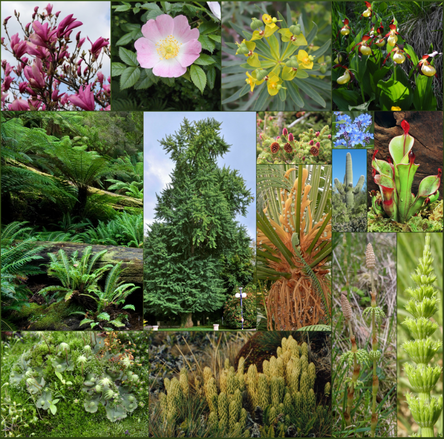 Папоротник сфагнум