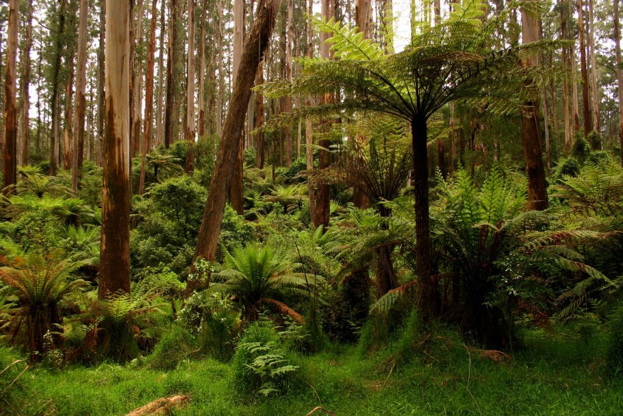 Dendrology: Cones, Flowers, Fruits and Seeds Marilena Idžojtić