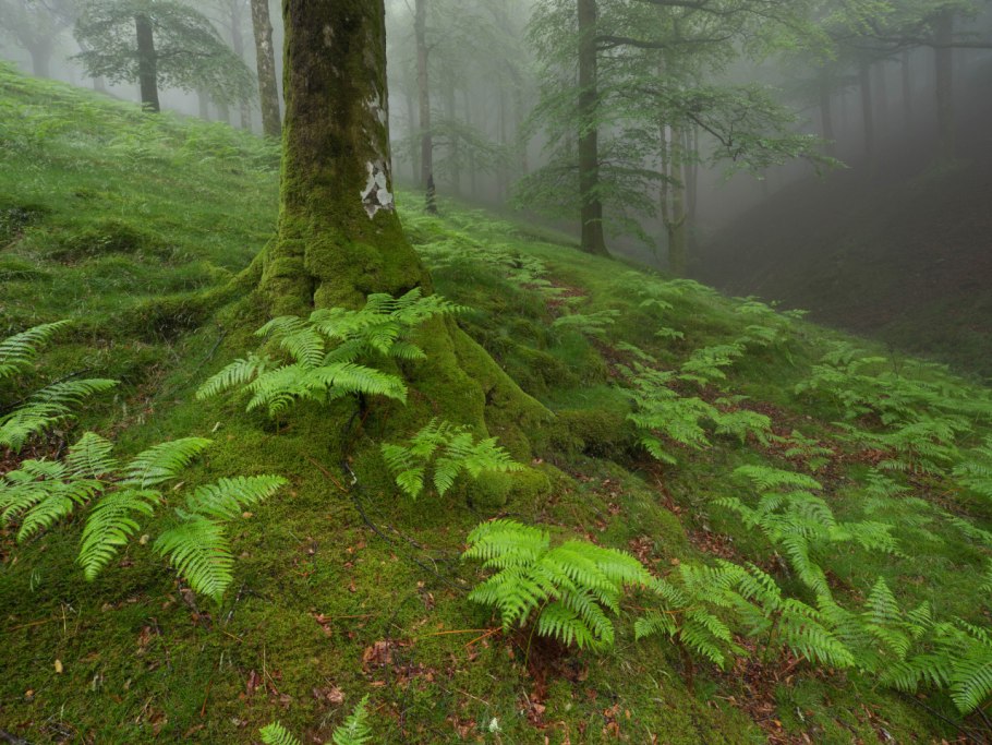 Цветок голосеменных растений