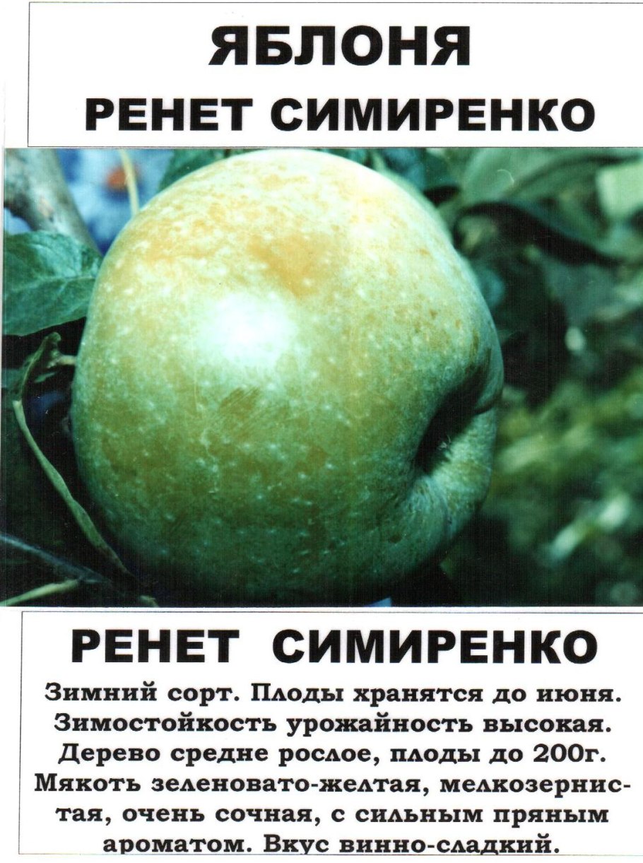 Сорт ГРЕННИ Смит яблоко дерево