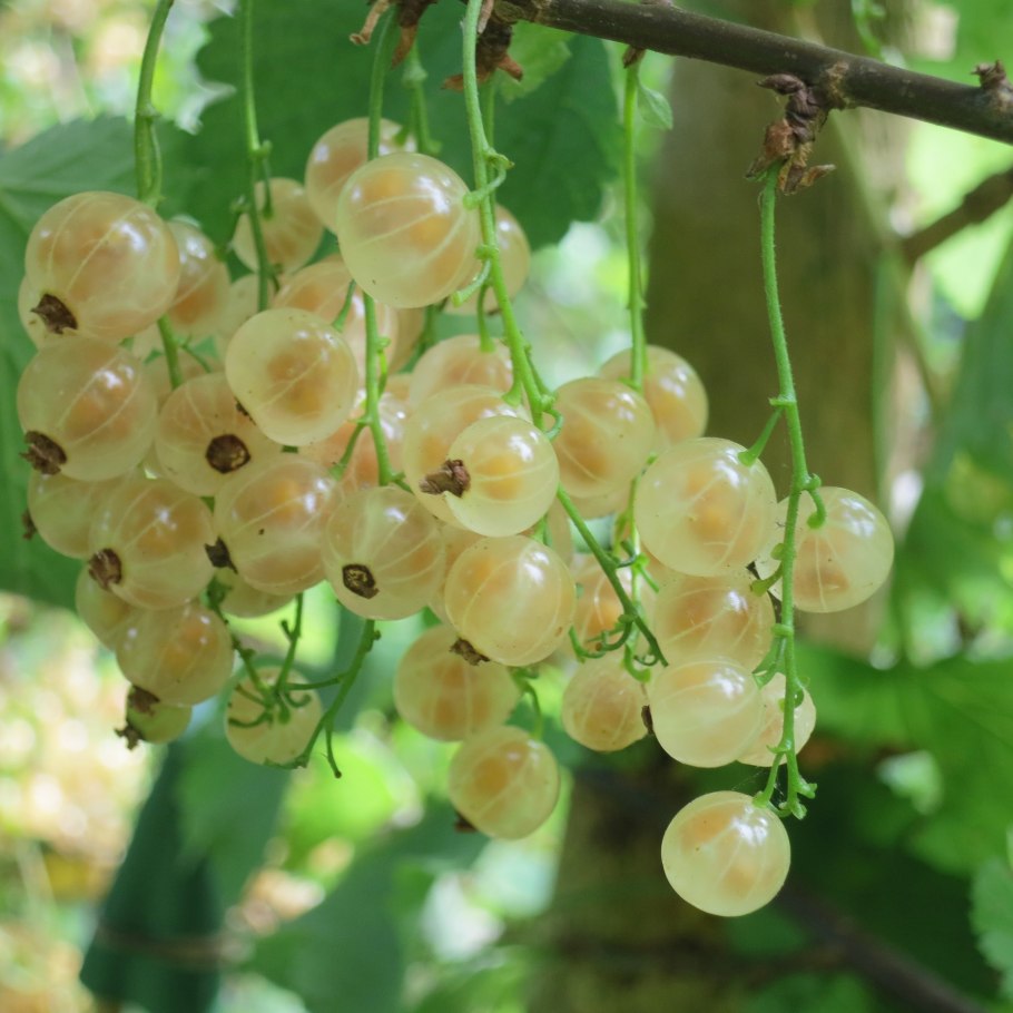 Смородина белая Версальская