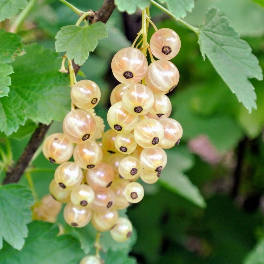 Смородина белая баяна описание сорта фото отзывы садоводов