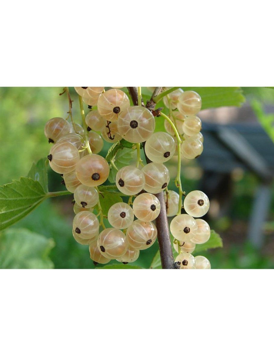 Смородина Версальская