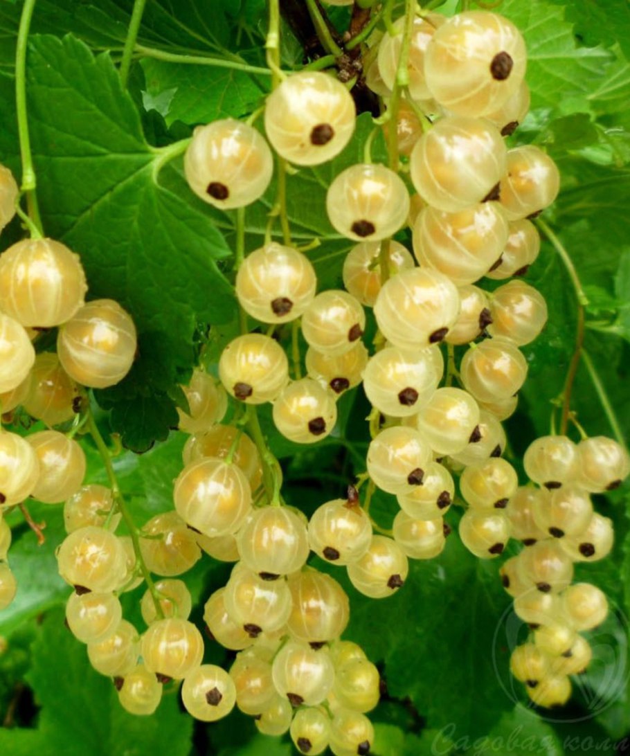 Смородина белая Уральская десертная