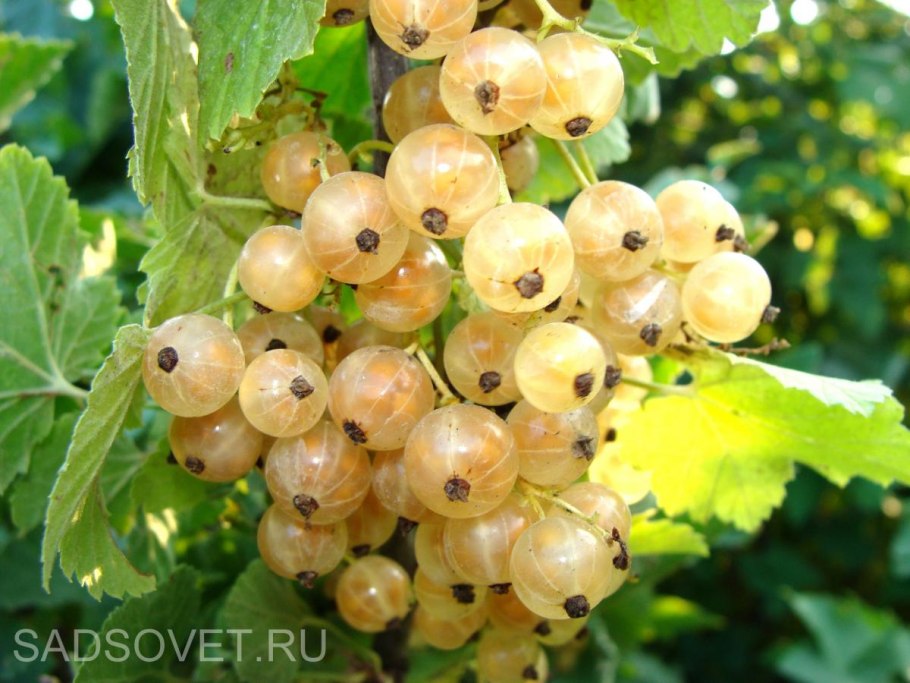 Смородина белая Беляна