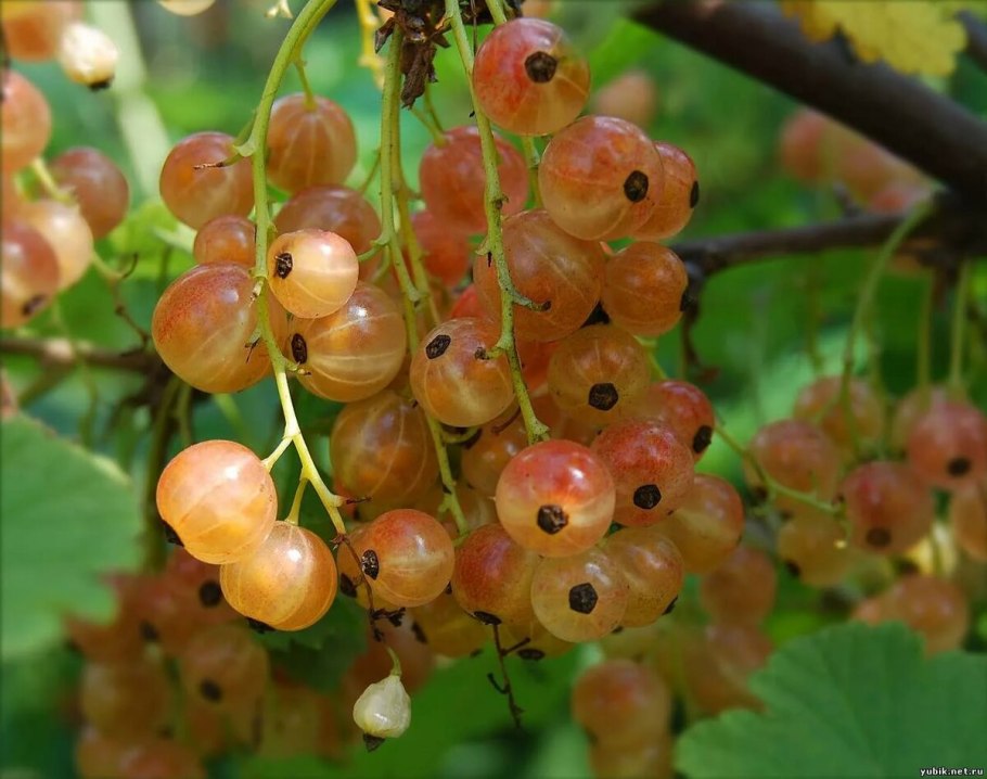 Смородина белая Смольяниновская