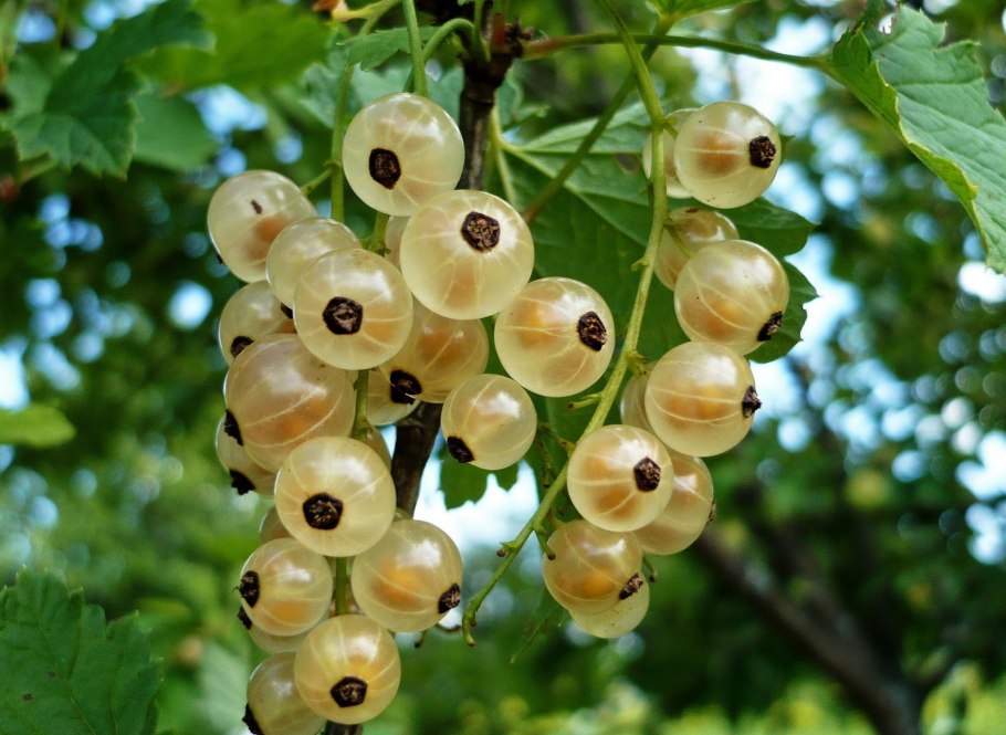 Смородина белая Ютерборгская