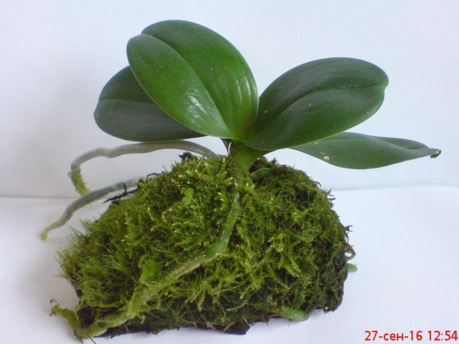 Лесной мох сфагнум